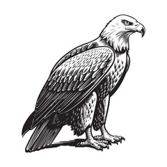 Black and White silhouette Eagle Line Art with Intricate Feather Details and Powerful Close-Up Perspective
