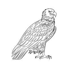 Black and White silhouette Eagle Line Art with Intricate Feather Details and Powerful Close-Up Perspective