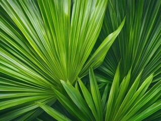 Tropical palm frond macro texture lush environment nature bold green tones close-up view