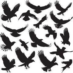 birds