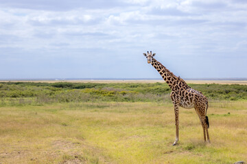 Obraz premium The Masai giraffe; also spelled Maasai giraffe; and sometimes called the Kilimanjaro giraffe; is a species or subspecies of giraffe. It is native to East Africa. 