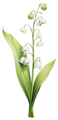 Obraz premium PNG Flowers illustration botanical valley.