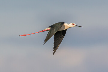 steltkluut, himantopus himantopus, black winged stilt