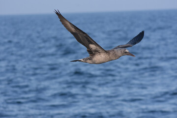 Jan van Gent, northern gannet,morus bassanus