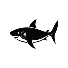 shark illustration