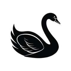 black swan on white vector Illustration