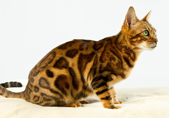 Bengal-Katze seitlich