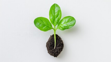 Naklejka premium Vibrant Sprout Emerging From Soil Against Textured White Background
