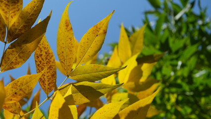 A photo of autumn branches with leaves in yellow-green shades.