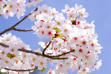 青空に映える満開の桜花