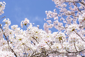 青空に映える満開の桜花