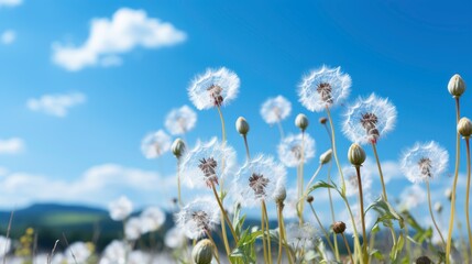 Fototapeta premium Beautiful field of dandelions under a clear blue sky with fluffy white seed heads swaying gently in the breeze, capturing the essence of nature's delicate beauty and tranquility.