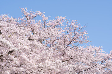 青空に映える満開の桜花