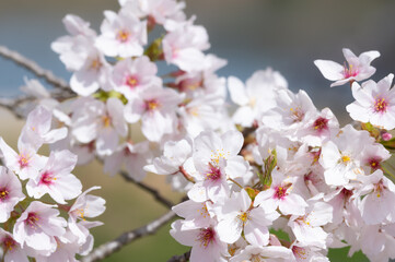 満開の桜花