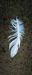 white feather on blue background