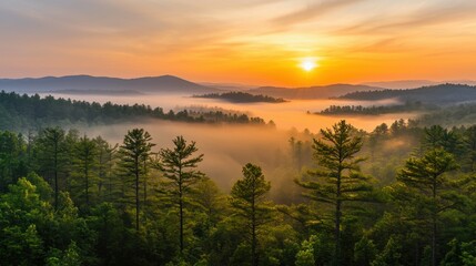 Aerial perspective of a misty pine forest at sunrise, with layers of trees fading into the foggy distance, tranquil and serene