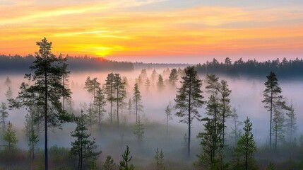 Fototapeta premium Aerial perspective of a misty pine forest at sunrise, with layers of trees fading into the foggy distance, tranquil and serene