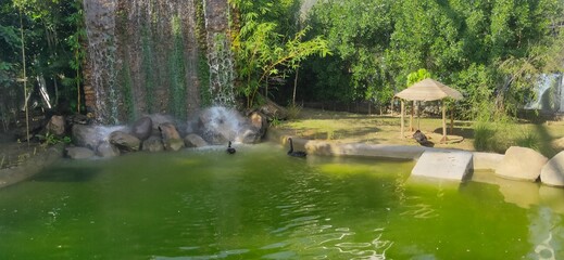 Obraz premium Swans in fountain