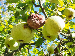 Green Apples and a Rotting Fruit on a Tree in Sunlight