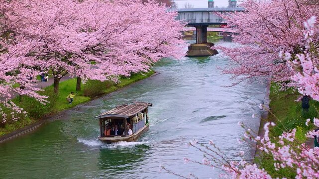 Cherry blossom canal in Kyoto in the springtime, sakura in full bloom in spring in Japan near Okazaki canal, tourism in Japan in spring