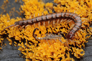 A centipede (Scolopendra morsitans) is fighting with A Chinese swimming scorpion (Lychas mucronatus) for territory. Both insects defend themselves with venomous stings.