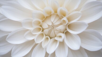 Close-up of a pristine white dahlia flower, showcasing intricate petal details and soft, creamy tones.