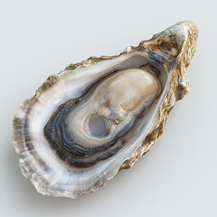 Naklejka premium Close-up of a fresh oyster with detailed texture and natural colors on a light background