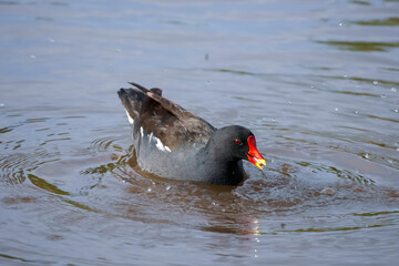 Bird Swimming in Lake. Scotland, Lochwinnoch. Photo taken on: 11-05-2024. A detailed view of a moorhen gracefully swimming in a serene lake, emphasizing the ripples and natural beauty.