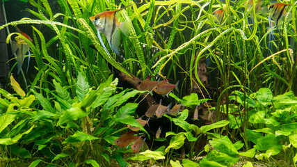 Aquarium Scene with Fish. Scotland, UK. Photo taken on: 21-05-2024. A vibrant underwater scene with fish swimming among lush aquarium plants, capturing the beauty of aquatic life.