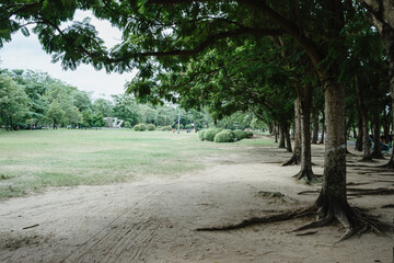 Beautiful nature at morning with sun in big city park