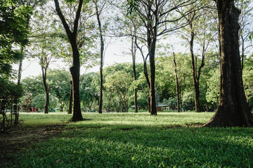 Fototapeta premium Beautiful nature at morning with sun in big city park