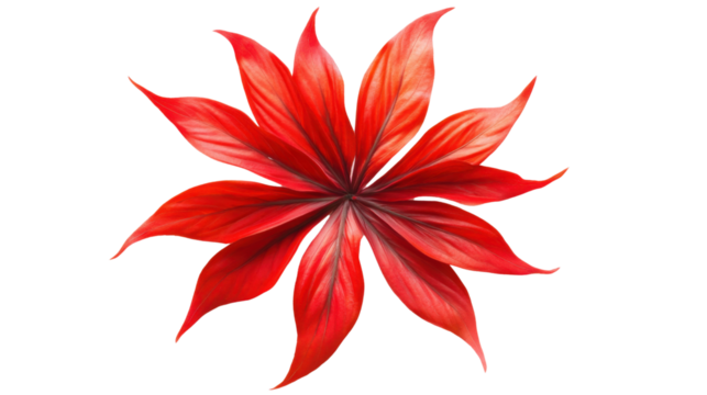 A red leaf of cannabis on transparent background 