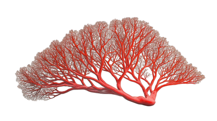 Red coral fan on black background, detailed structure, marine life graphic