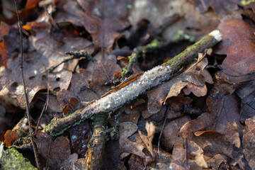 Close-up of frosty branch on forest floor with autumn leaves
