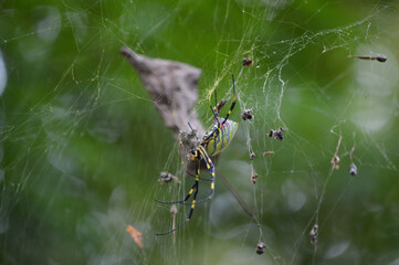 Most Dangerous Spider Spotted   © Joshi Milestoner