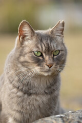 ぽわっと柔らかくて幻想的な雰囲気のグレーの毛並みのかわいい野良猫