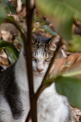 X字の木の間から顔を覗かせるキジトラ柄とぶち猫柄の野良猫