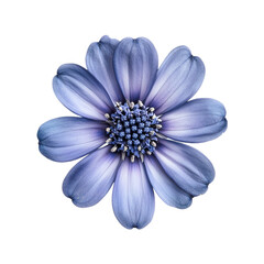 Stunning Blue Flower Closeup Dark Background,