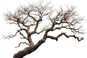 Fototapeta premium Bare branches of an ancient tree create a striking silhouette against a bright white background in a desolate landscape