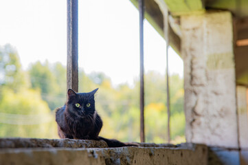 black feral cat on the windowsill of a old barn ruins