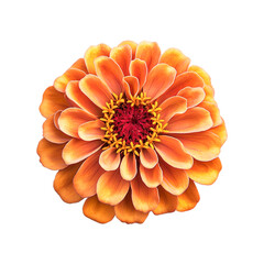 Orange Zinnia Flower on Black Background,