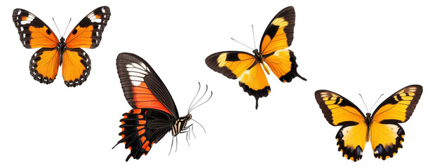 Orange and black butterflies, isolated on transparent background