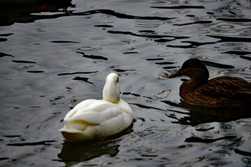 Weiße Ente schwimmt mit einer Stockente auf einem ruhigen See