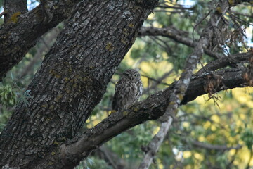 Little Owl
Mochuelo europeo
Athene noctua