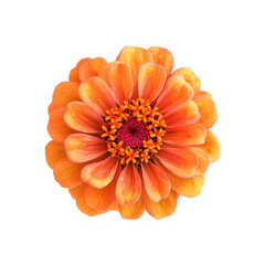 Orange Zinnia Flower Bloom Closeup Black Background