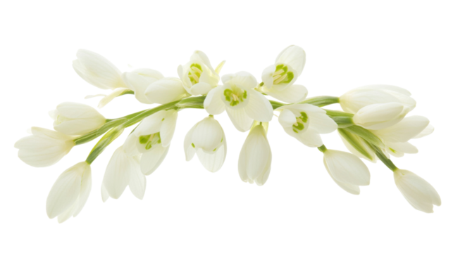 Snowdrop flower on transparent background