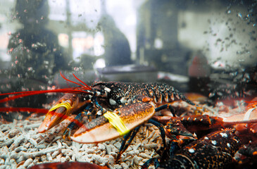 Close-Up of a Vibrant Lobster Inside an Aquarium Tank at Seafood Market