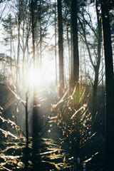 Fototapeta premium Bikepacking true Potsdam in Brandenburg