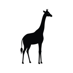 giraffe isolated on white background