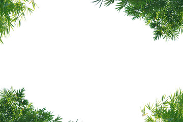 Green bamboo leaf die cut for illustration, transparent background